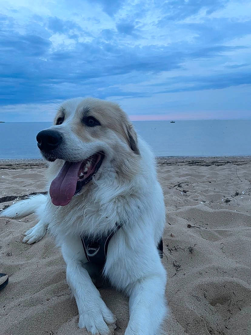 Thor a rejoint le concours — aidez-le/la à gagner de superbes lots ! beach, biting, canidae, carnivore, cloud, companion_dog, dog, dog_breed, fang, great_pyrenees, kuvasz, livestock_guardian_dog, maremma_sheepdog, ocean, polish_tatra_sheepdog, sky, slovak_cuvac, sporting_group, water, working_dog