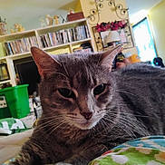 Little Gargoyle is registered to the contest to win money with this photo: animal, bed, blanket, bookshelf, cat, close_up, computer, cozy, curious, decor, ears, face, feline, gray_tabby, home, indoor, pet, relaxed, room, whiskers