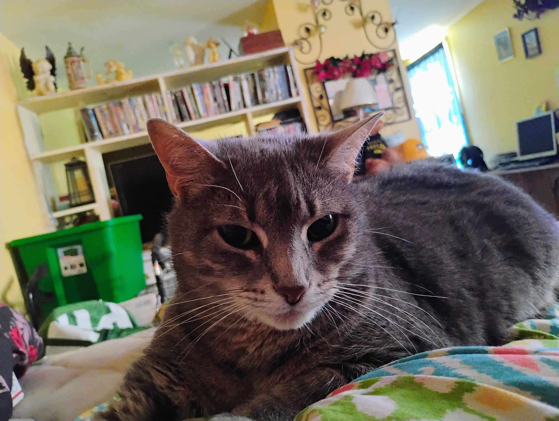 Little Gargoyle is registered to the contest to win money with this photo: animal, bed, blanket, bookshelf, cat, close_up, computer, cozy, curious, decor, ears, face, feline, gray_tabby, home, indoor, pet, relaxed, room, whiskers