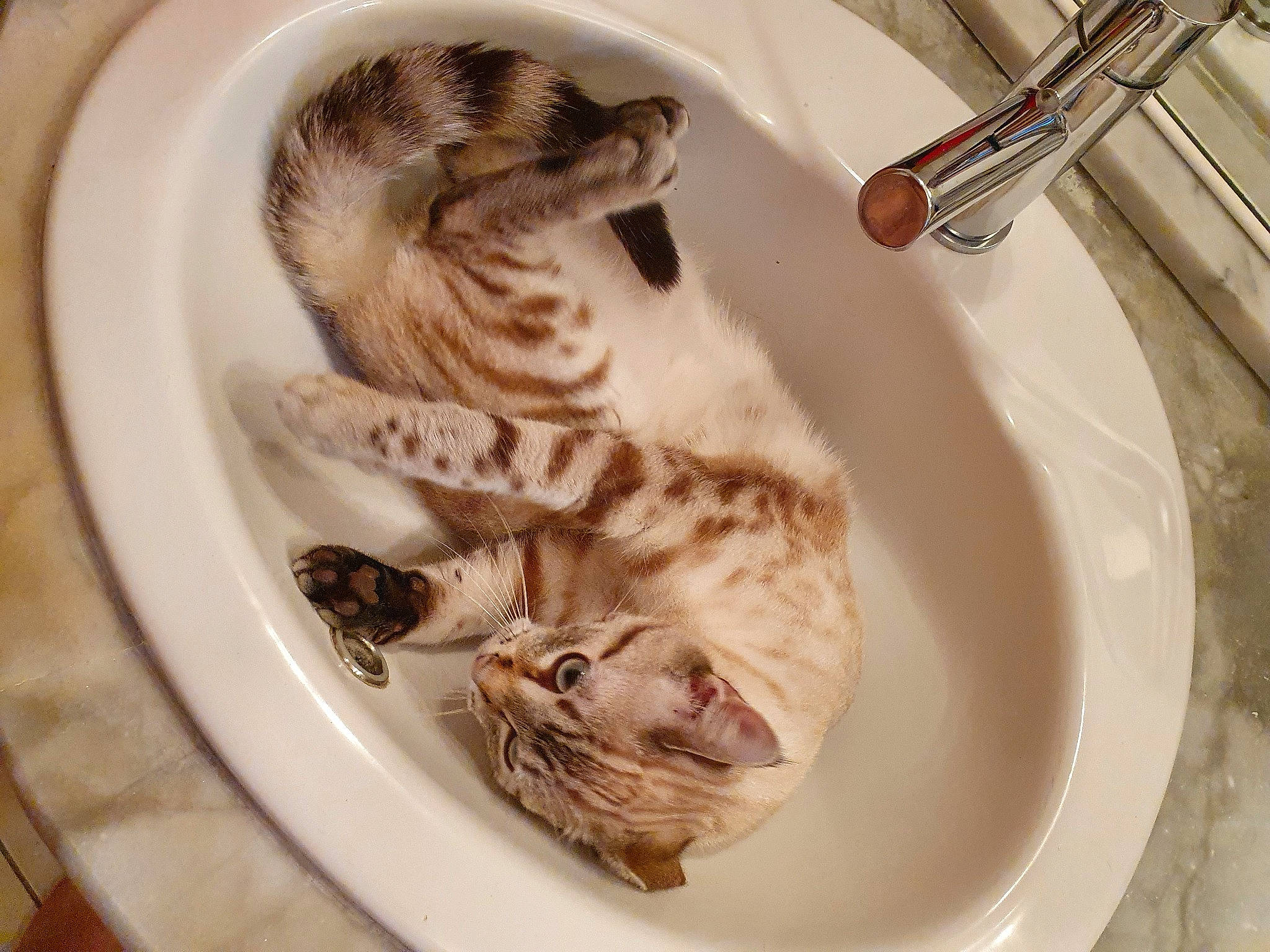 Symba a rejoint le concours — aidez-le/la à gagner de superbes lots ! carnivore, ceramic, cuisine, dish, dishware, felidae, food, ingredient, kitchen_utensil, plate, plumbing_fixture, porcelain, recipe, serveware, sink, small_to_medium_sized_cats, tableware, tap, whiskers, wood