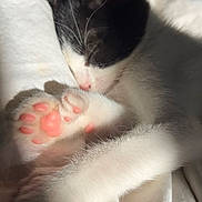 Thumbs joined the competition — help win amazing prizes! animal, bed, black_and_white, cat, closeup, cozy, cute, domestic_cat, feline, fur, kitten, nap, paw, pet, pink_paw_pads, resting, sleeping, soft, sunlight, whiskers