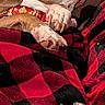 Gizmo joined the competition — help win amazing prizes! blanket, brown_and_white, claws, close_up, cozy, dog, floppy_ears, funny, indoors, long_snout, nap, paws, pet, plaid, portrait, relaxed, resting, sleeping, smiling, textile