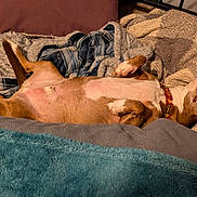 Gizmo is registered to the contest to win money with this photo: bed, bedding, bedroom, belly, belly_up, blanket, brown_and_white, canine, carpet, collar, cozy, dog, funny_pose, indoor, paws, pet, red_collar, relaxed, sleeping, tail