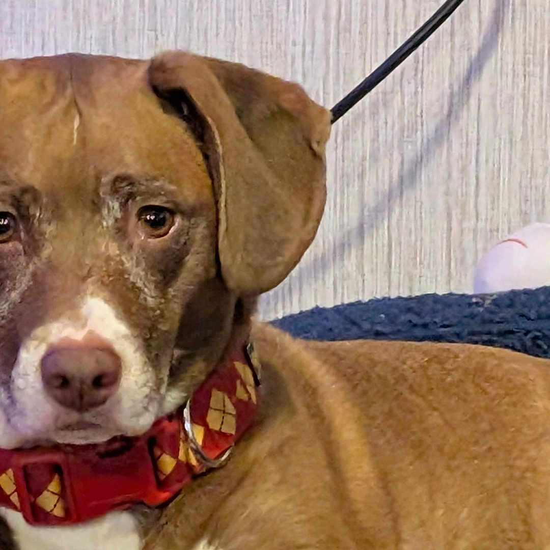 Gizmo is registered to the contest to win money with this photo: accessories, animal, boxer, bulldog, canine, collar, dog, hound, jewelry, labradorretriever, leash, necklace, pet, pitbull, pointer, puppy, rat, rodent, snout, strap