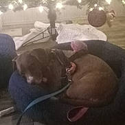 Gizmo is registered to the contest to win money with this photo: animal, baby, balloon, boxer, bulldog, canine, cat, dog, face, head, lighting, nature, outdoors, person, pet, photography, portrait, puppy, sleeping, snow