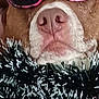 Gizmo is registered to the contest to win money with this photo: accessories, animal, boxer, bulldog, canine, dog, face, glasses, head, hound, person, pet, photography, pitbull, portrait, puppy, purple, sleeping, snout, sunglasses