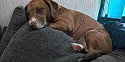 Gizmo joined the competition — help win amazing prizes! animal, armchair, beagle, blanket, bulldog, canine, chair, couch, dog, furniture, homedecor, hound, labradorretriever, linen, person, pet, pitbull, pointer, puppy, sleeping