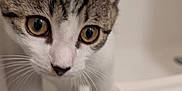 Nova is registered to the contest to win money with this photo: cat, kitten, pet, whiskers, curious, indoor, closeup, animal, feline, brown, white, ears, eyes, face, fur, young, cute, portrait, domestic, soft