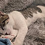 Nova joined the competition — help win amazing prizes! cat, kitten, sleeping, fluffy, blanket, cozy, fur, paw, indoor, rest, cute, pet, animal, whiskers, soft, nap, comfort, closeup, peaceful, relaxation