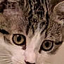 Nova joined the competition — help win amazing prizes! cat, close_up, tabby, white, face, eyes, whiskers, pet, animal, feline, curious, indoor, portrait, looking, soft_focus, blur, head, ears, nose, cute