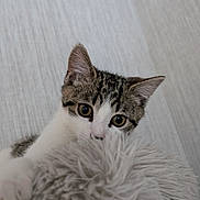 Nova joined the competition — help win amazing prizes! cat, kitten, tabby, curious, fluffy, cushion, indoor, closeup, pet, feline, whiskers, ears, eyes, soft, texture, wall, corner, playful, young, cozy