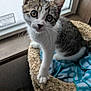 abyssinian, animal, blanket, cat, egyptiancat, kitten, manx, pet, siamese