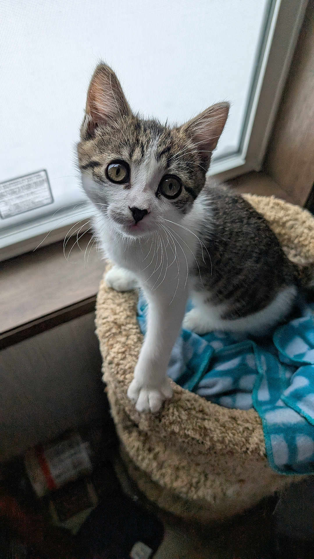 Nova