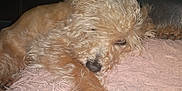 Sam Bickmore is registered to the contest to win money with this photo: airedale, animal, canine, couch, dog, furniture, hound, pet, poodle, puppy, terrier, whitedog