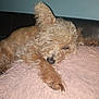 airedale, animal, canine, couch, dog, furniture, hound, pet, poodle, puppy, terrier, whitedog