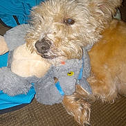 Sam Bickmore is registered to the contest to win money with this photo: accessories, airedale, animal, ball, canine, couch, cushion, dog, furniture, homedecor, hound, pet, plush, poodle, puppy, strap, teddybear, terrier, toy, whitedog