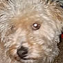 airedale, animal, canine, dog, eskimodog, pet, poodle, puppy, snout, terrier, whitedog