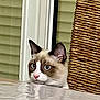 cat, curious, peeking, table, scratching_post, indoor, feline, ears, whiskers, wide_eyes, fur, nose, reflection, window, shutters, household, pet, close_up, portrait, animal