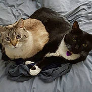 Mimi And Myra joined the competition — help win amazing prizes! bed, bedding, blanket, cat, cats, collar, cozy, cuddle, fur, green_eyes, indoor, loaf_position, pair, paws, pet, purple_tag, siamese_mix, tabby_cat, tuxedo_cat, whiskers