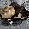 bed, bedding, blanket, cat, cats, collar, cozy, cuddle, fur, green_eyes, indoor, loaf_position, pair, paws, pet, purple_tag, siamese_mix, tabby_cat, tuxedo_cat, whiskers