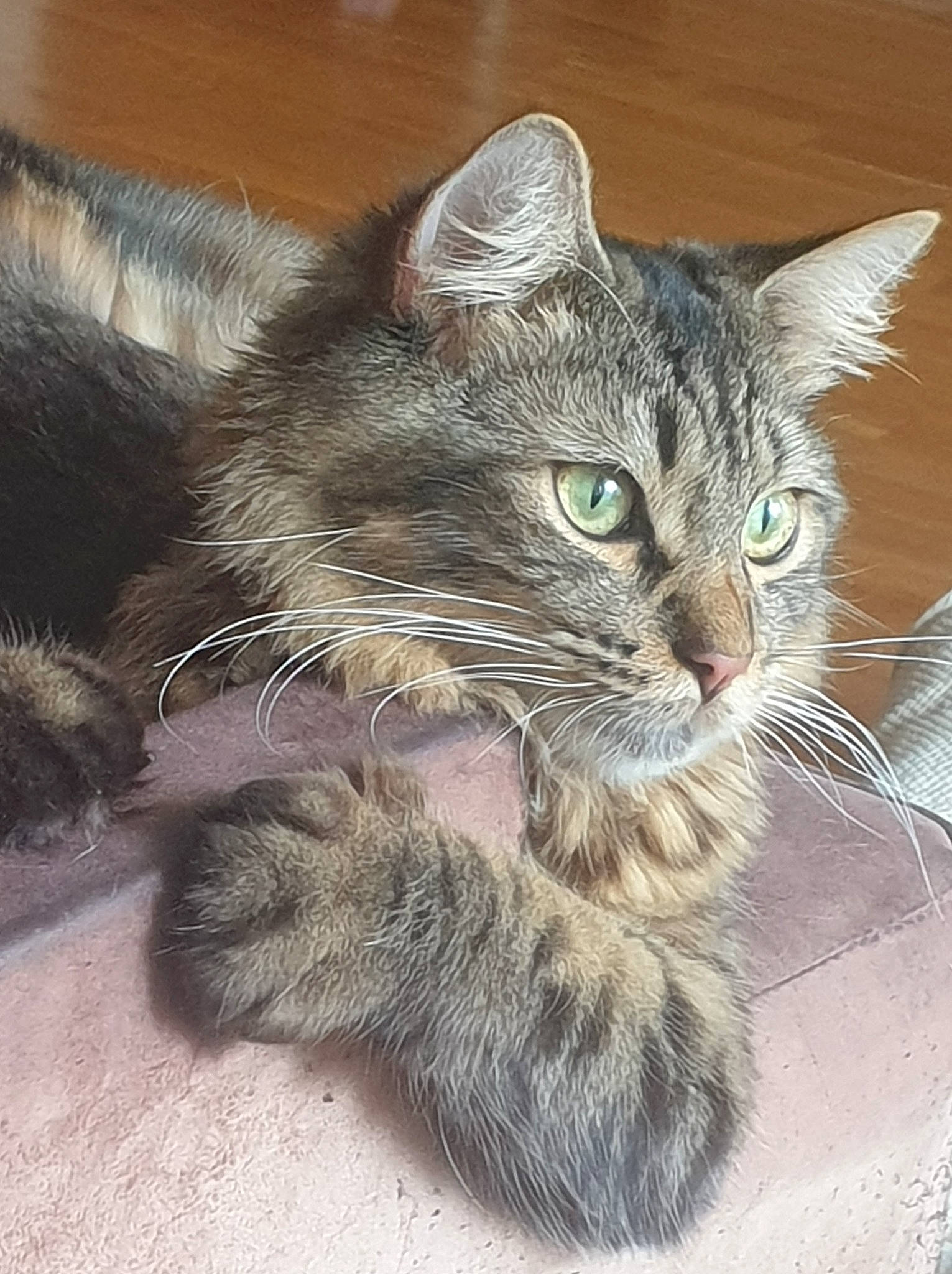 Aston participe au concours pour gagner de l'argent avec cette photo : carnivore, cat, claw, domestic_short_haired_cat, felidae, fur, paw, small_to_medium_sized_cats, tail, terrestrial_animal, whiskers