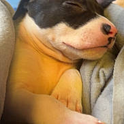 Kalash participe au concours pour gagner de l'argent avec cette photo : adorable, animal, blanket, closeup, cozy, cute, dog, fur, indoor, nose, paw, peaceful, pet, puppy, relaxing, resting, sleeping, snuggled, soft, young