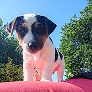Aïko participe au concours pour gagner de l'argent avec cette photo : animal, black, brown, cute, daylight, dog, face, fur, grass, greenery, nature, outdoor, pet, portrait, puppy, sky, summer, trees, white, young