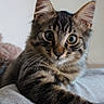 cat, kitten, tabby, fluffy, furry, pet, animal, portrait, close_up, wide_eyed, whiskers, ears, striped_fur, brown, gray, indoor, cushion, bedding, cozy, relaxed
