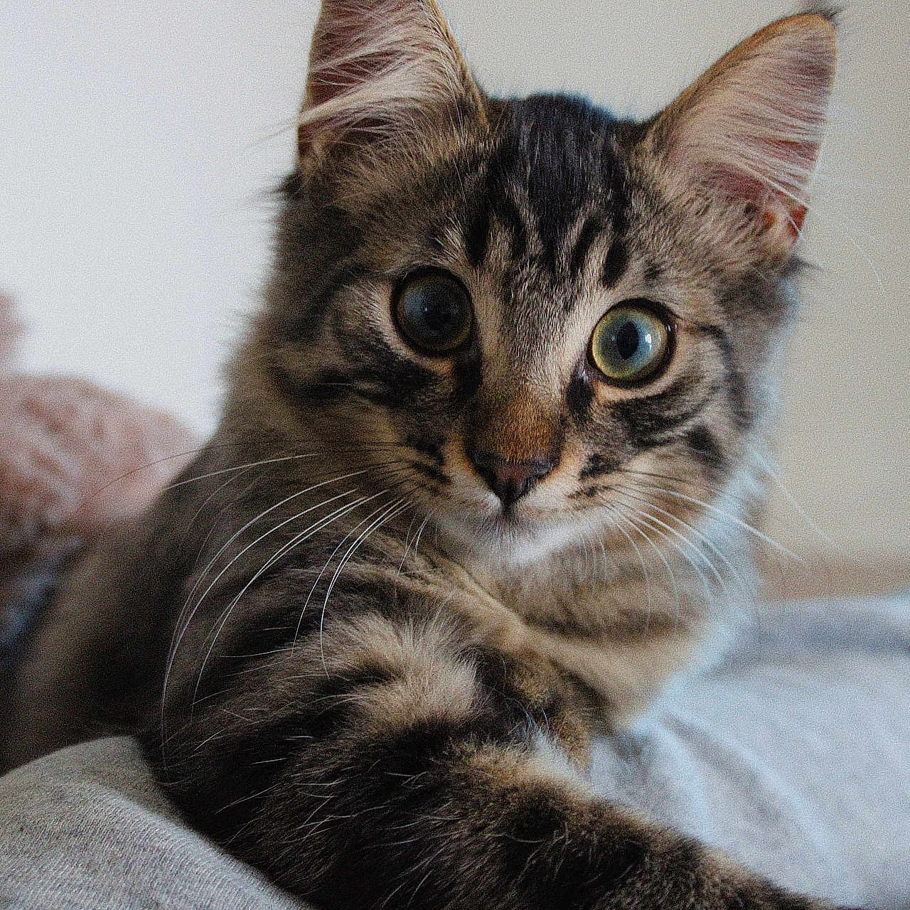 Bao participe au concours pour gagner de l'argent avec cette photo : cat, kitten, tabby, fluffy, furry, pet, animal, portrait, close_up, wide_eyed, whiskers, ears, striped_fur, brown, gray, indoor, cushion, bedding, cozy, relaxed