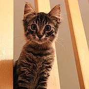 Bao a rejoint le concours — aidez-le/la à gagner de superbes lots ! cat, kitten, tabby, feline, pet, animal, portrait, close_up, wide_eyed, sitting, fur, striped_fur, whiskers, ears, indoors, wood, wooden_slats, warm_lighting, centered_composition, cute