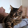 Bao participe au concours pour gagner de l'argent avec cette photo : cat, tabby_cat, feline, pet, animal, fur, striped_fur, whiskers, ears, green_eyes, face, paws, lying_down, relaxed, bed, blanket, bedroom, indoors, portrait, cute