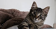 Bao participe au concours pour gagner de l'argent avec cette photo : cat, kitten, tabby, feline, animal, pet, portrait, close_up, indoors, cozy, blanket, couch, gray_fur, striped_fur, green_eyes, whiskers, ears, paws, curious, relaxed