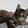 cat, kitten, tabby, feline, animal, pet, portrait, close_up, indoors, cozy, blanket, couch, gray_fur, striped_fur, green_eyes, whiskers, ears, paws, curious, relaxed