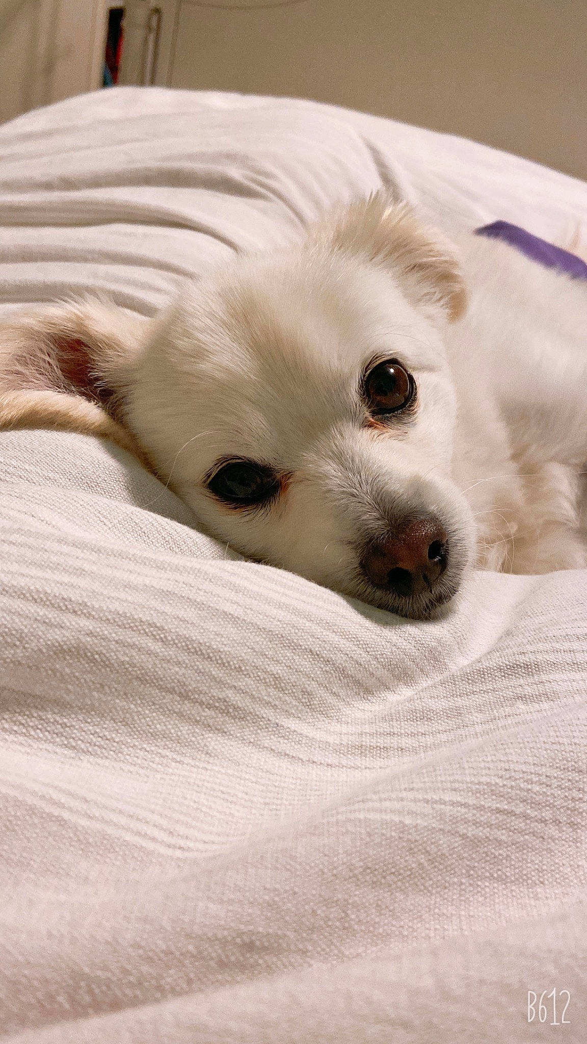 Lala is registered to the contest to win money with this photo: canidae, carnivore, comfort, companion_dog, dog, dog_breed, ear, fawn, fur, non_sporting_group, puppy, snout, sporting_group, terrestrial_animal, toy_dog, volpino_italiano, whiskers, working_animal