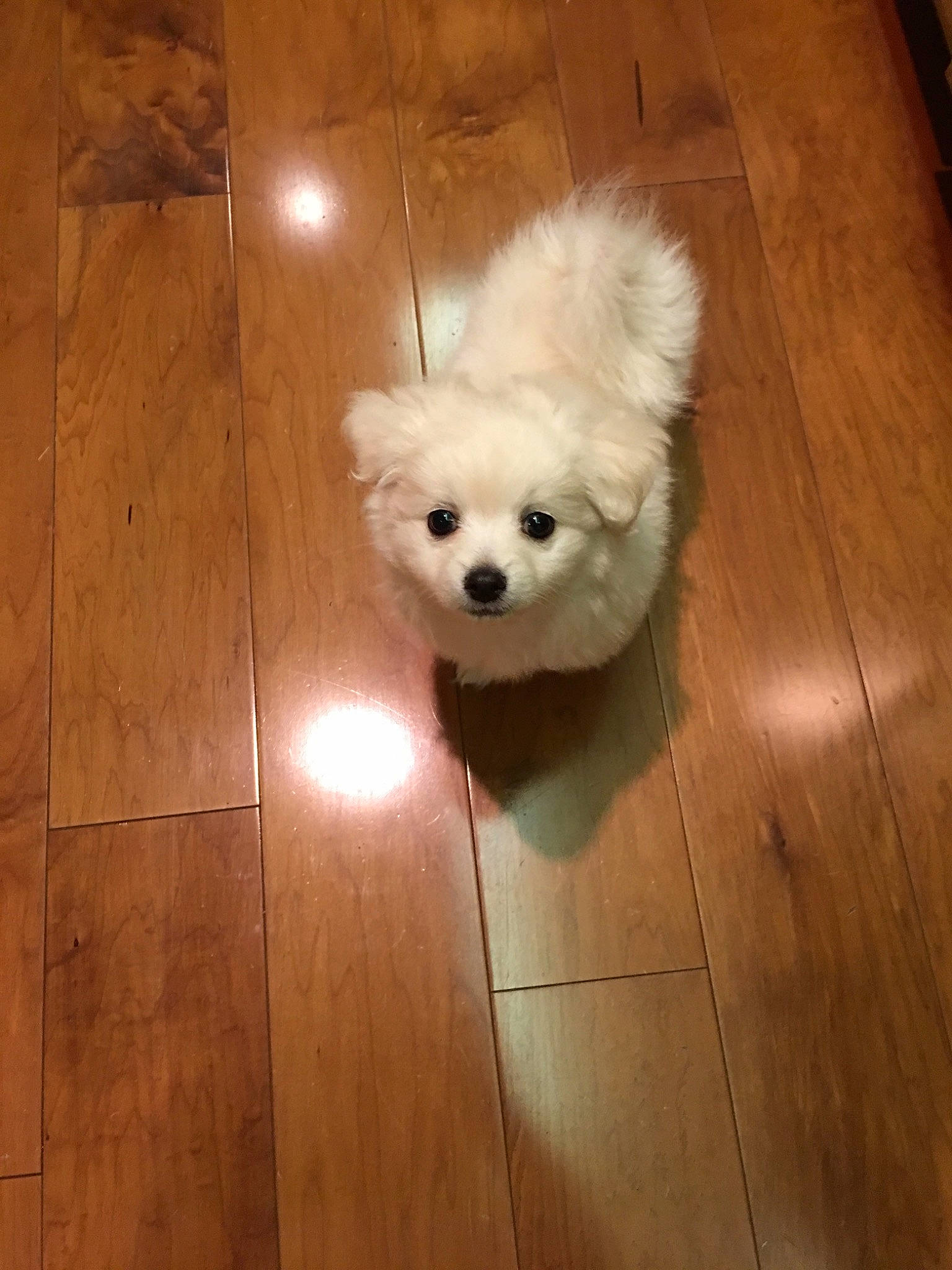 Lala is registered to the contest to win money with this photo: bichon, bolognese, canidae, carnivore, companion_dog, dog, dog_breed, floor, flooring, hardwood, japanese_spitz, maltese, mammal, non_sporting_group, pomeranian, puppy, spitz, toy_dog, volpino_italiano, west_highland_white_terrier