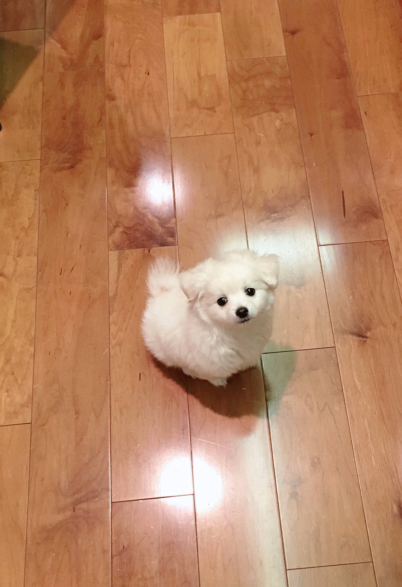 Lala is registered to the contest to win money with this photo: bichon, bolognese, canidae, carnivore, cavachon, companion_dog, coton_de_tulear, dog, dog_breed, floor, flooring, hardwood, japanese_spitz, maltese, non_sporting_group, puppy, spitz, tile, toy_dog, toy_poodle