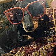 Knope Kno Kno is registered to the contest to win money with this photo: accessory, animal, black_dog, close_up, cozy, cushion, cute, dog, domestic_animal, face, funny, furniture, indoor, laying_down, pattern, pet, portrait, relaxed, resting, sunglasses