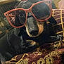 accessory, animal, black_dog, close_up, cozy, cushion, cute, dog, domestic_animal, face, funny, furniture, indoor, laying_down, pattern, pet, portrait, relaxed, resting, sunglasses