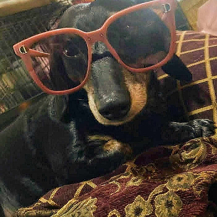 Knope Kno Kno is registered to the contest to win money with this photo: accessory, animal, black_dog, close_up, cozy, cushion, cute, dog, domestic_animal, face, funny, furniture, indoor, laying_down, pattern, pet, portrait, relaxed, resting, sunglasses