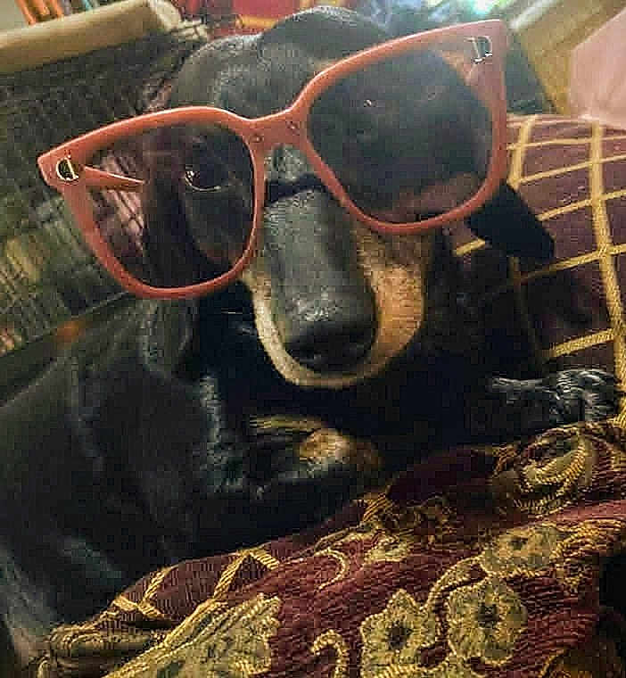 Knope Kno Kno is registered to the contest to win money with this photo: accessory, animal, black_dog, close_up, cozy, cushion, cute, dog, domestic_animal, face, funny, furniture, indoor, laying_down, pattern, pet, portrait, relaxed, resting, sunglasses