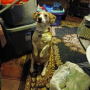 Nardy Nar Nar joined the competition — help win amazing prizes! brown_and_white_dog, carpet, collar, cozy, curious, decor, dog, domestic, floor, furniture, home, household_items, indoor, laundry_basket, living_room, looking_up, pet, plastic_bag, sitting, small_dog