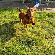 Teddy a rejoint le concours — aidez-le/la à gagner de superbes lots ! dog, dachshund, wiener_dog, puppy, jumping, running, playing, outdoor, grass, lawn, sunlight, brown_fur, long_body, short_legs, floppy_ears, collar, happy, open_mouth, backyard, action_photo