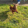 dog, dachshund, wiener_dog, puppy, jumping, running, playing, outdoor, grass, lawn, sunlight, brown_fur, long_body, short_legs, floppy_ears, collar, happy, open_mouth, backyard, action_photo