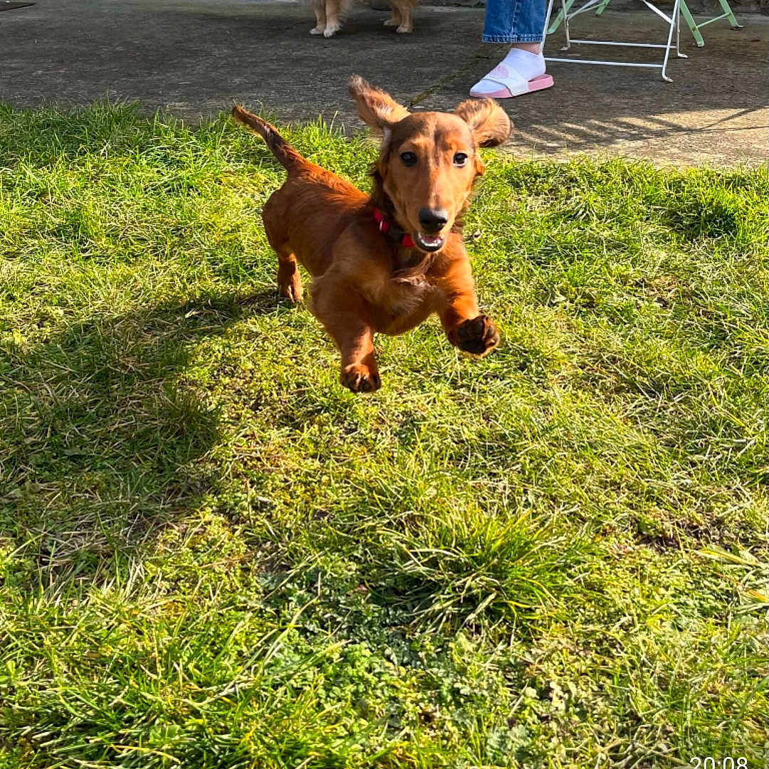 Teddy a rejoint le concours — aidez-le/la à gagner de superbes lots ! dog, dachshund, wiener_dog, puppy, jumping, running, playing, outdoor, grass, lawn, sunlight, brown_fur, long_body, short_legs, floppy_ears, collar, happy, open_mouth, backyard, action_photo