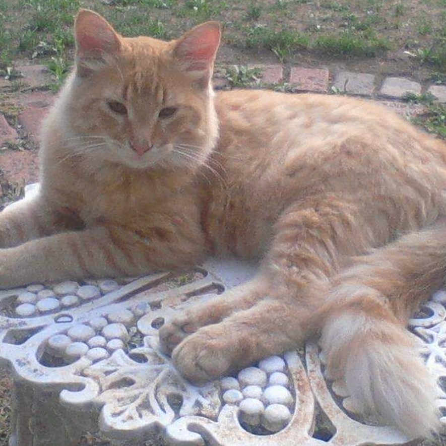 Gordy Nunez joined the competition — help win amazing prizes! animal, brick, cat, daylight, feline, fluffy, garden, grass, lounging, metal_table, nature, orange_tabby, outdoor, peaceful, pet, relaxed, resting, table, tail, whiskers