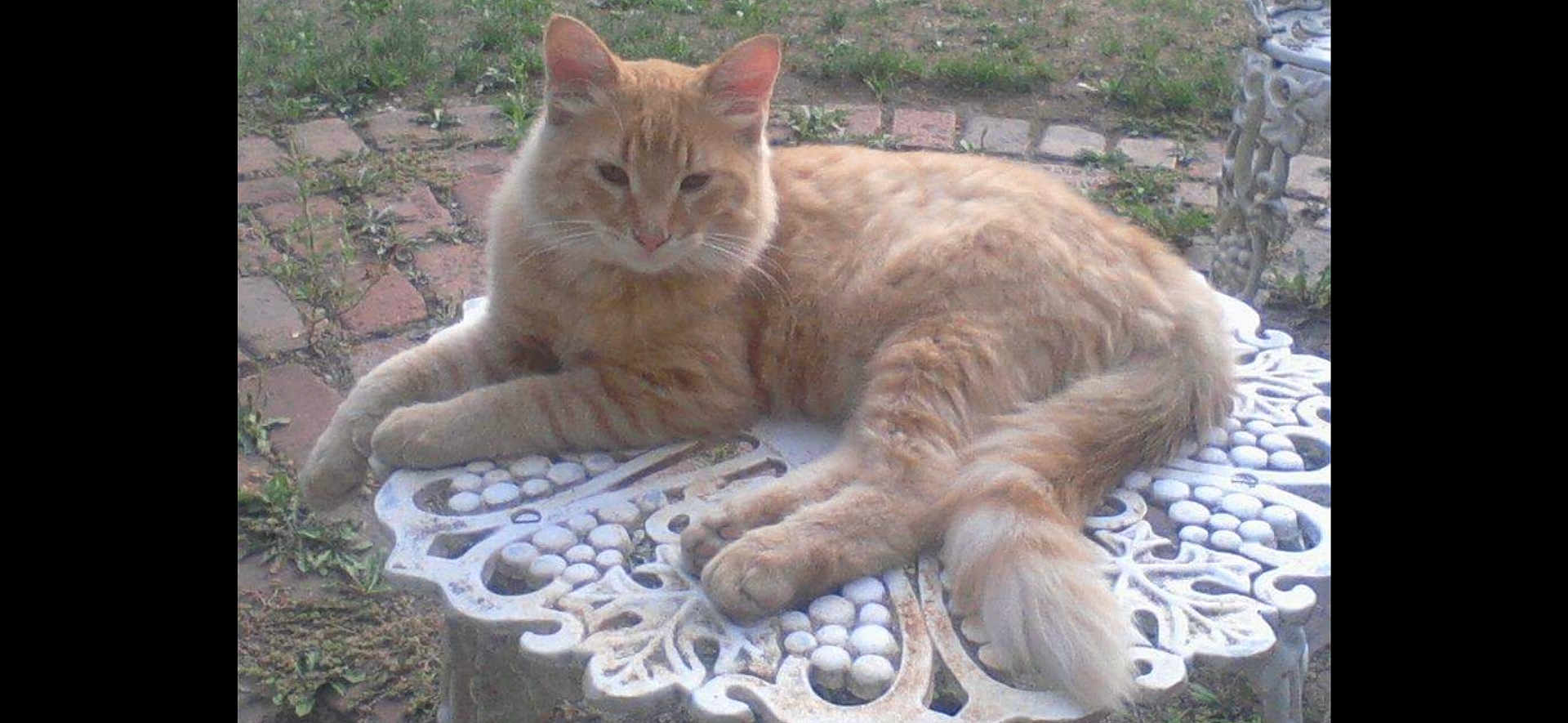 Gordy Nunez joined the competition — help win amazing prizes! cat, orange_tabby, fluffy, animal, pet, outdoor, garden, table, metal_table, relaxed, lounging, grass, brick, nature, daylight, feline, whiskers, tail, resting, peaceful