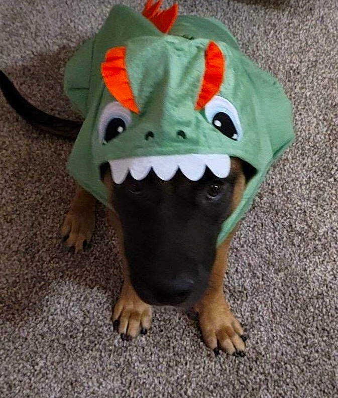 Blue is registered to the contest to win money with this photo: bat, canidae, cap, carnivore, companion_dog, costume_hat, dog_breed, dog_clothes, dog_supply, fang, fawn, fictional_character, personal_protective_equipment, snout, sporting_group, stuffed_toy, terrestrial_animal, toy, whiskers, working_animal