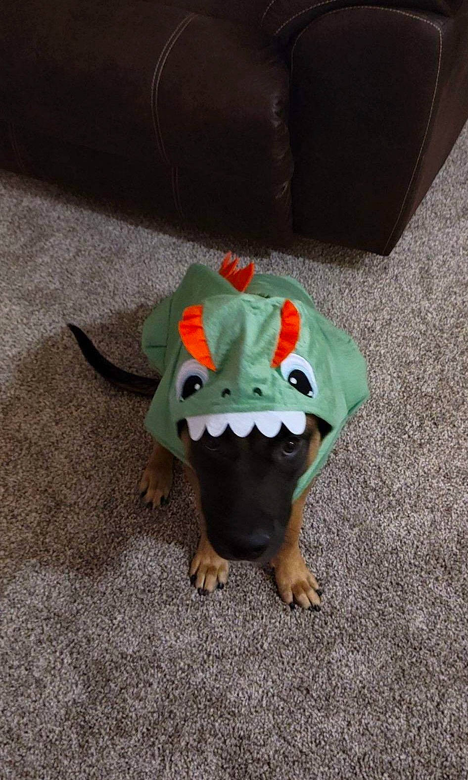 Blue joined the competition — help win amazing prizes! art, asphalt, calabaza, canidae, carnivore, dog_breed, dog_clothes, fashion_accessory, fawn, headgear, lawn_ornament, personal_protective_equipment, road_surface, snout, sporting_group, stuffed_toy, sunglasses, tail, toy, working_animal