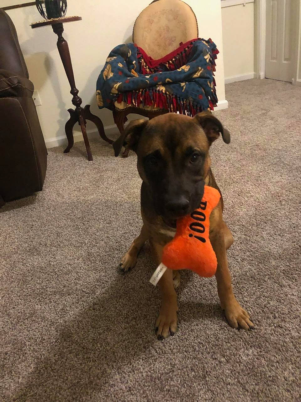 Blue is registered to the contest to win money with this photo: bag, carnivore, chair, collar, companion_dog, dog, dog_breed, dog_clothes, dog_collar, dog_supply, door, fawn, floor, flooring, guard_dog, luggage_and_bags, pet_supply, snout, sporting_group, working_animal