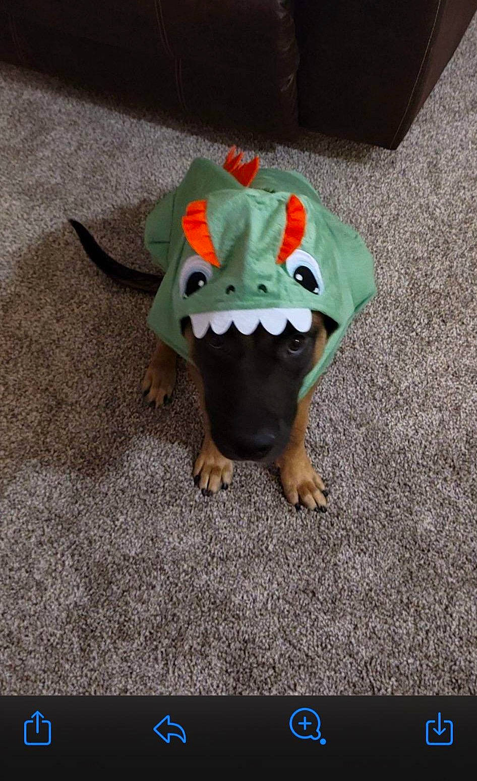 Blue joined the competition — help win amazing prizes! animation, art, calabaza, cap, costume_hat, electronic_device, fashion_accessory, fictional_character, figurine, font, lawn_ornament, multimedia, personal_protective_equipment, photo_caption, plush, screenshot, snout, stuffed_toy, toy, working_animal